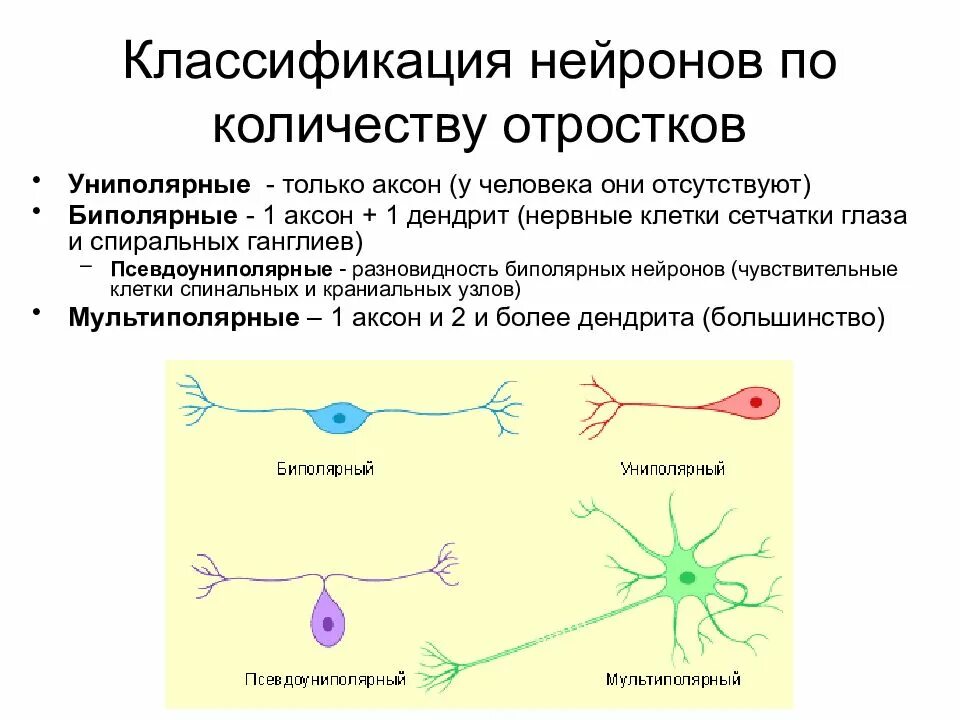 Распределите по группам характеристики отростков нервной клетки. Классификация отростков нейрона. Классификация нейронов по количеству отростков. Классификация нейронов по функциям таблица. Классификация нейронов по числу отростков таблица.