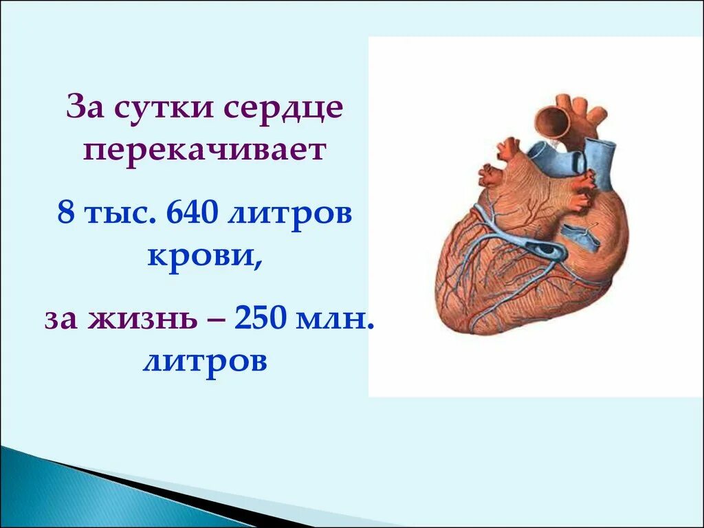 Сердце кровь сколько литров. За сутки сердце человека перекачивает. Сердце перекачивает кровь. Сутки сердце перекачивает кровь. Сколько крови перекачивает сердце за сутки.