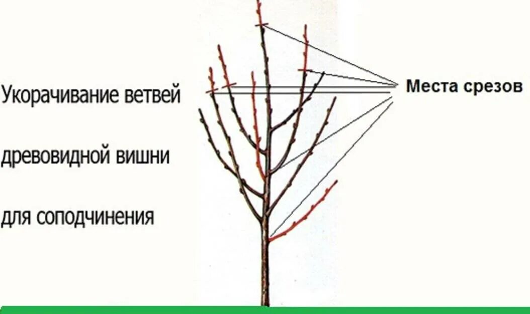 Как ухаживать за вишней. Обрезка вишни осенью схема. Правильная обрезка вишни осенью схема. Схема подрезки вишни весной. Схема обрезки черешни летом.