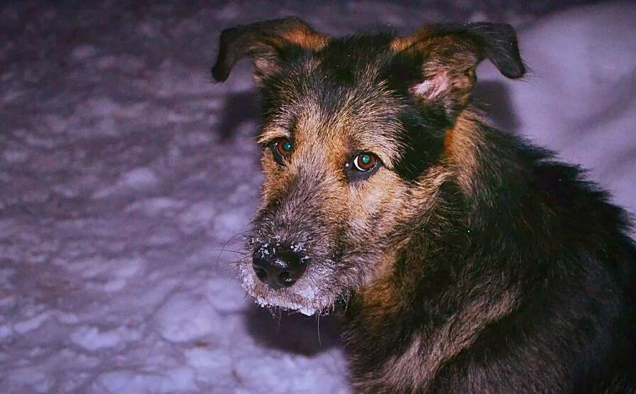 Жил у меня рыжий лохматый пес. Дворняга собака. Беспородные рыжие собаки. Дворняги большие. Собака с бородой дворняга.