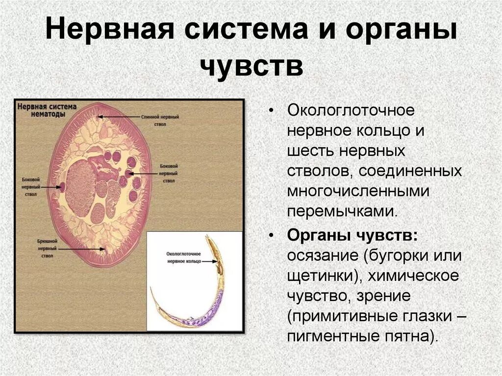 Окологлоточное нервное кольцо у круглых червей. Нервная система и органы чувств. Система органов чувств. Нервная система и органы чувств система человека.