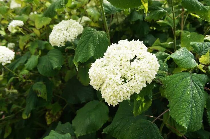 Free Images : flower, high, hydrangea, wildflower, cool image, shrub, 5d, hires,