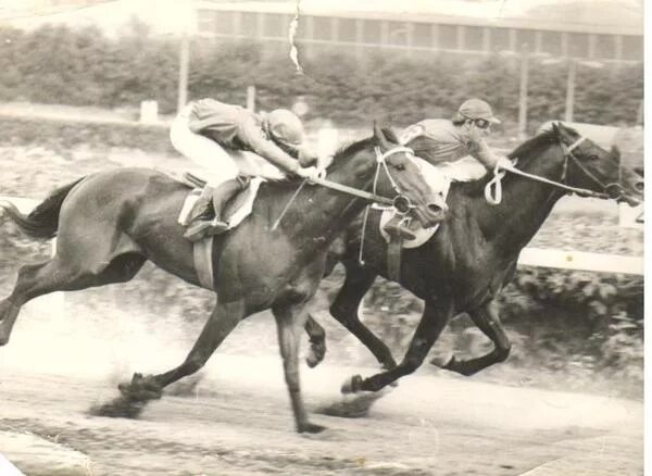 Год лошади 20 век. Орловский рысак бедуин. Московский ипподром жолтовский 19 век. Питер генри эмерсон фотограф. Конные заводы российской империи.