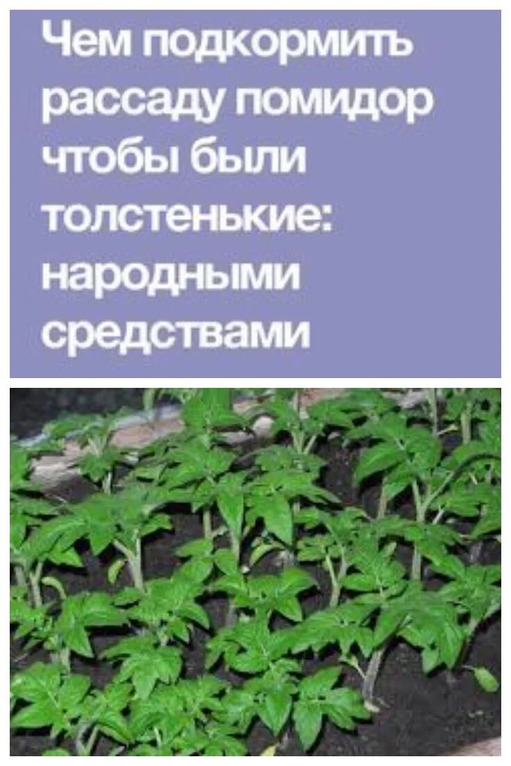 Чтоб рассада была толстенькой чем подкормить. Чем подкормить рассаду томатов. чем удобрить рассаду помидор. чем подкормить рассаду помидор чтобы были толстенькие. чем удобрять рассаду помидор в домашних условиях.