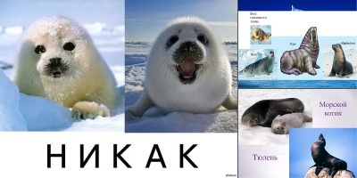 морской котик и тюлень разница фото