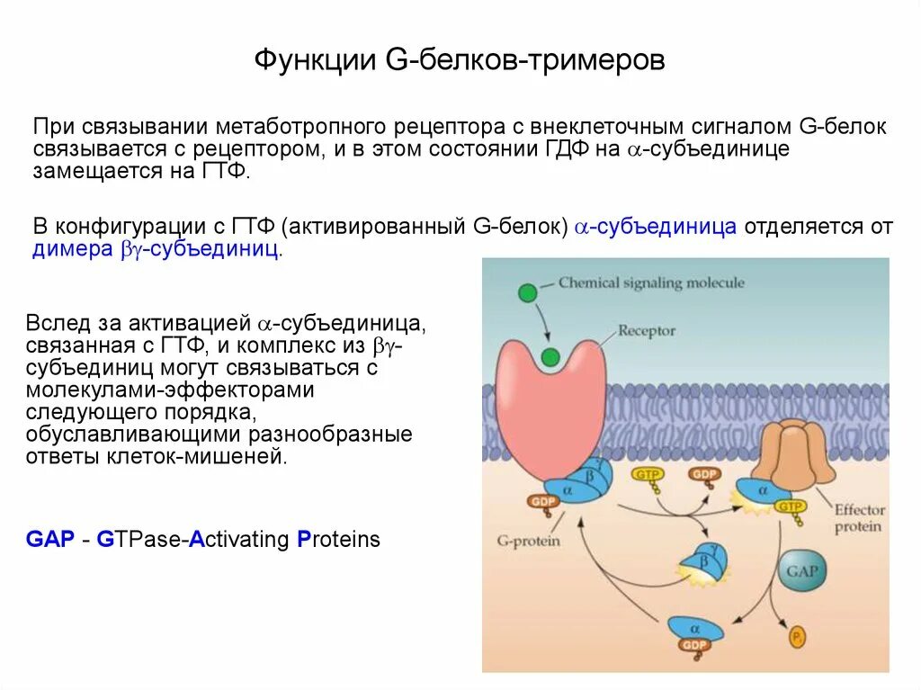 Белки механическая функция. Строение g белка биохимия. Структура g белков. Строение Джи белка. Механизм активации g-белков.