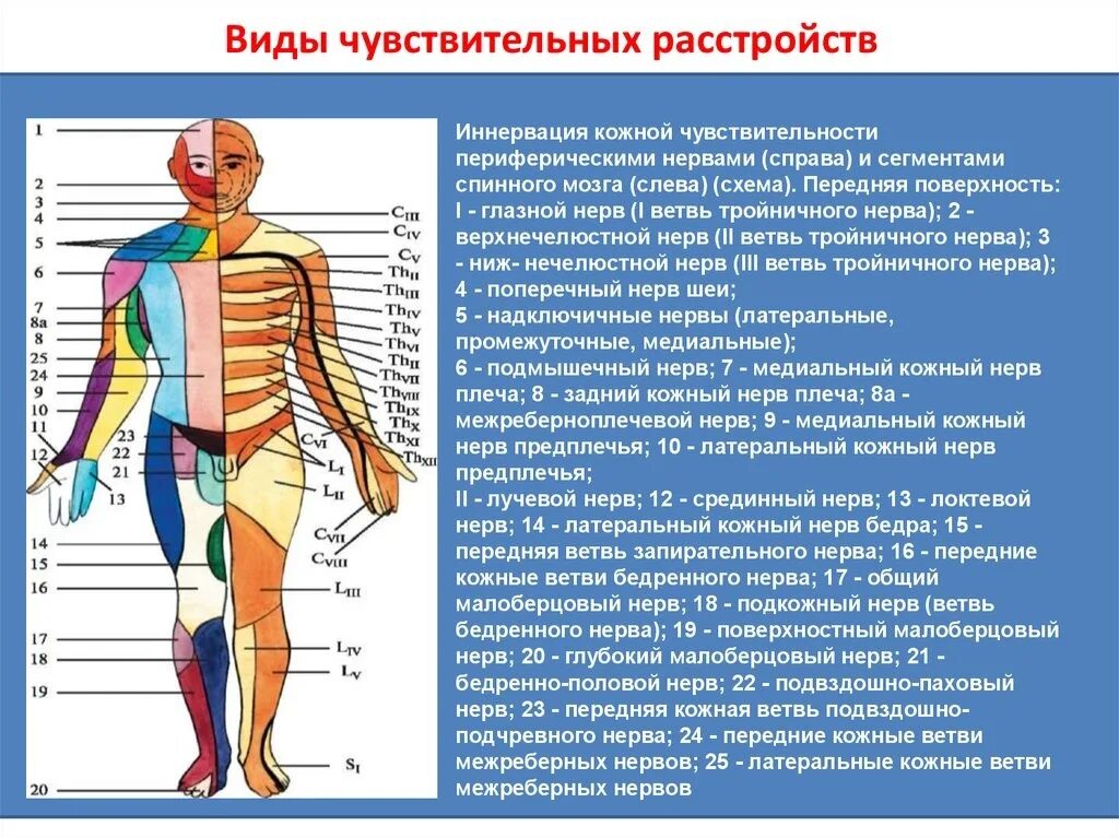 Отсутствие чувствительности латынь. Зоны иннервации периферических нервов. Сегментарный Тип расстройства чувствительности. Схема иннервации туловища. Схема иннервации тела сегментами спинного.