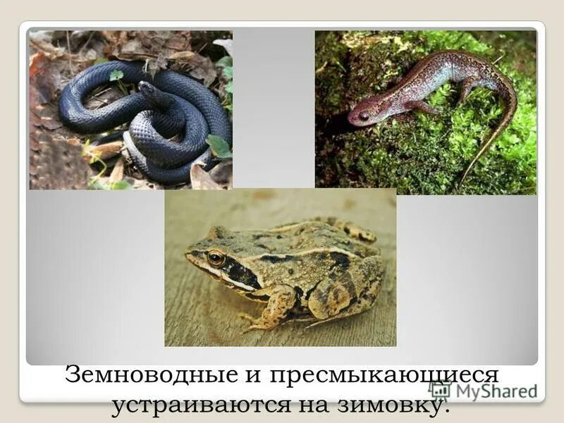 чем пресмыкающиеся лучше земноводных. пресмыкающиеся от земноводных. класс земноводные класс пресмыкающиеся. рептилии и земноводные. чем пресмыкающиеся лучше земноводных.