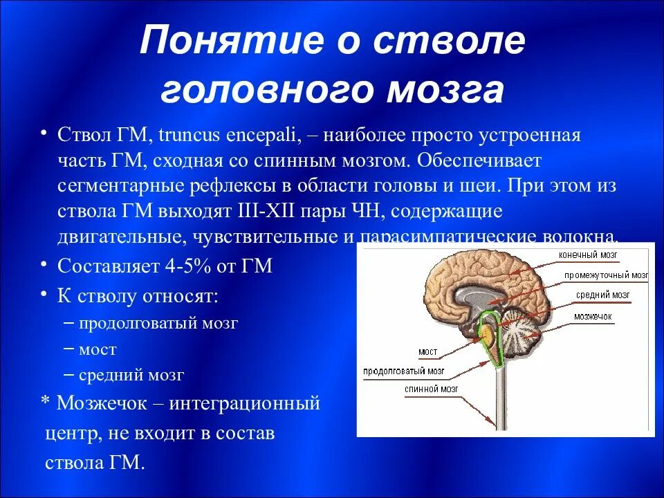 Развитие структур головного мозга. Ствол мозга отделы строение. головной мозг анатомия ствол мозга. ствол мозга составные части. назовите отделы ствола мозга.