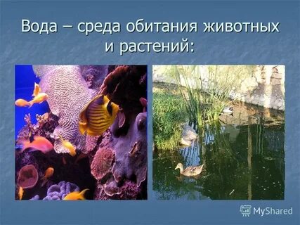 В водной среде обитает