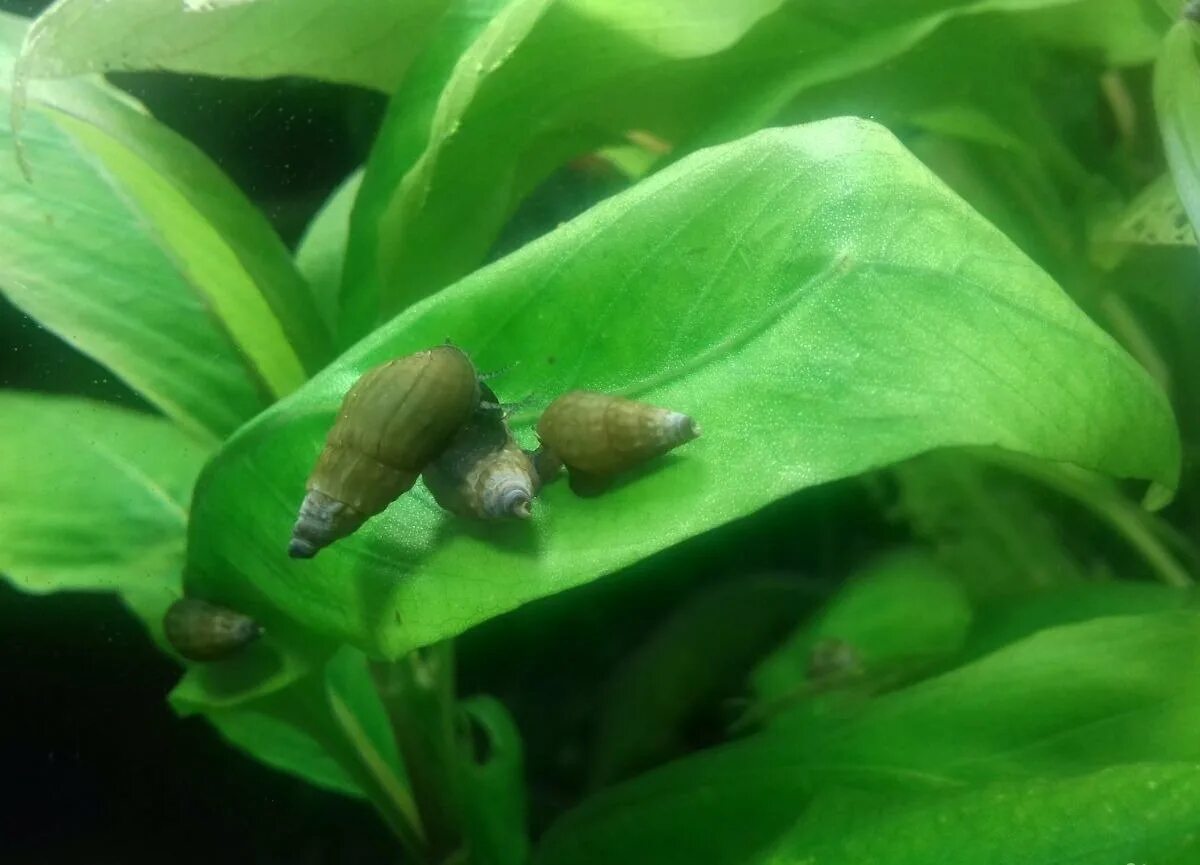 Аквариумные улитки ампулярии. Улитка ампулярия маленькая. Аквариумные улитки чистильщики. Улитка ампулярия икра. Какие улитки в аквариуме.