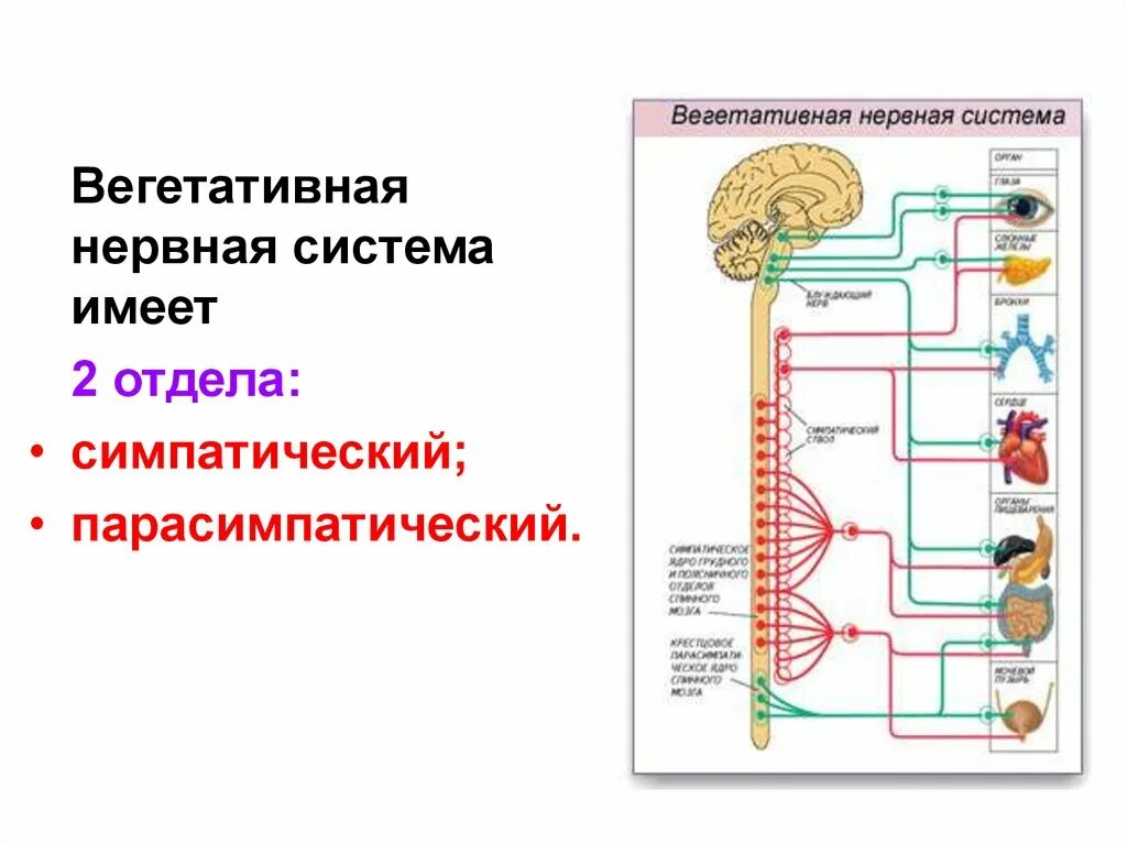 Парасимпатическая вегетативная нервная система функции. Парасимпатический отдел вегетативной нервной системы схема. Вегетативная нервная система схема спинного мозга. Симпатический отдел вегетативной нервной системы. Схема строения симпатического отдела ВНС.