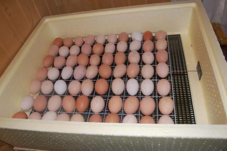 Купить яйца для инкубатора курей. Инкубатор Золушка на 30 яиц. Инкубация индюшачьих яиц инкубатор Золушка. Вылупление цыплят в инкубаторе Золушка. Инкубатор гусиные яйца Золушка.