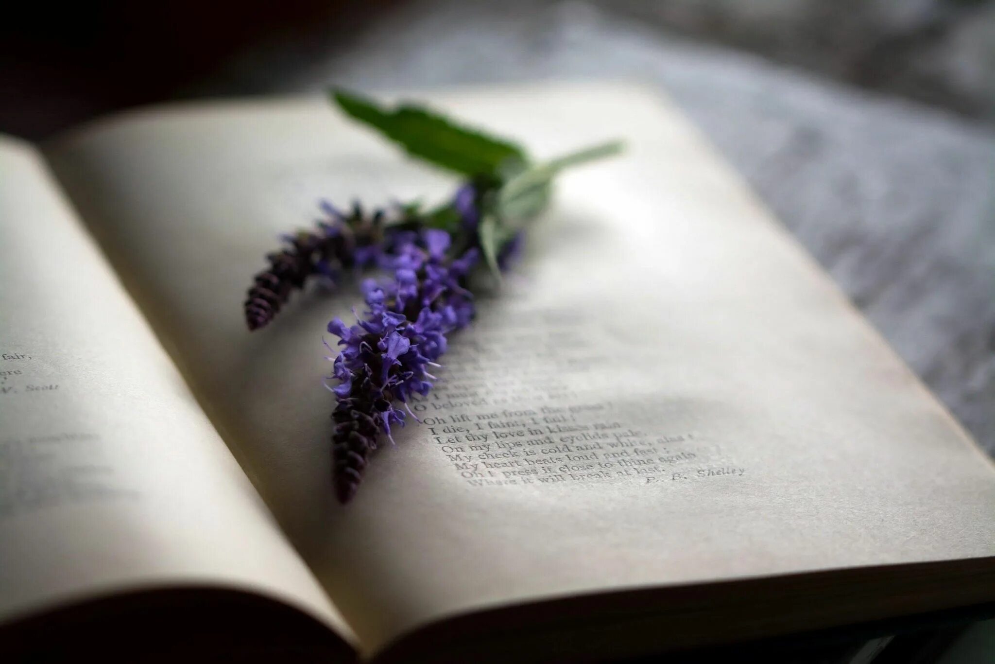 Книги поэзия. Красивые стихи в книге. Стих пушкина цветок. Стих цветы книги. Стих цветы книги.