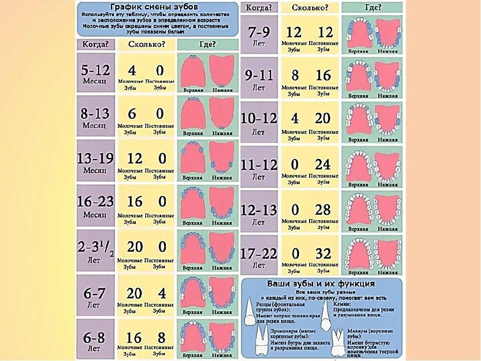 Сколько зубов молочных у детей должно быть. Сколько зубов у ребенка в 8 лет должно быть таблица. Порядок смены молочных зубов у детей на постоянные схема. Схема смены молочных зубов на постоянные у детей. График смены зубов.