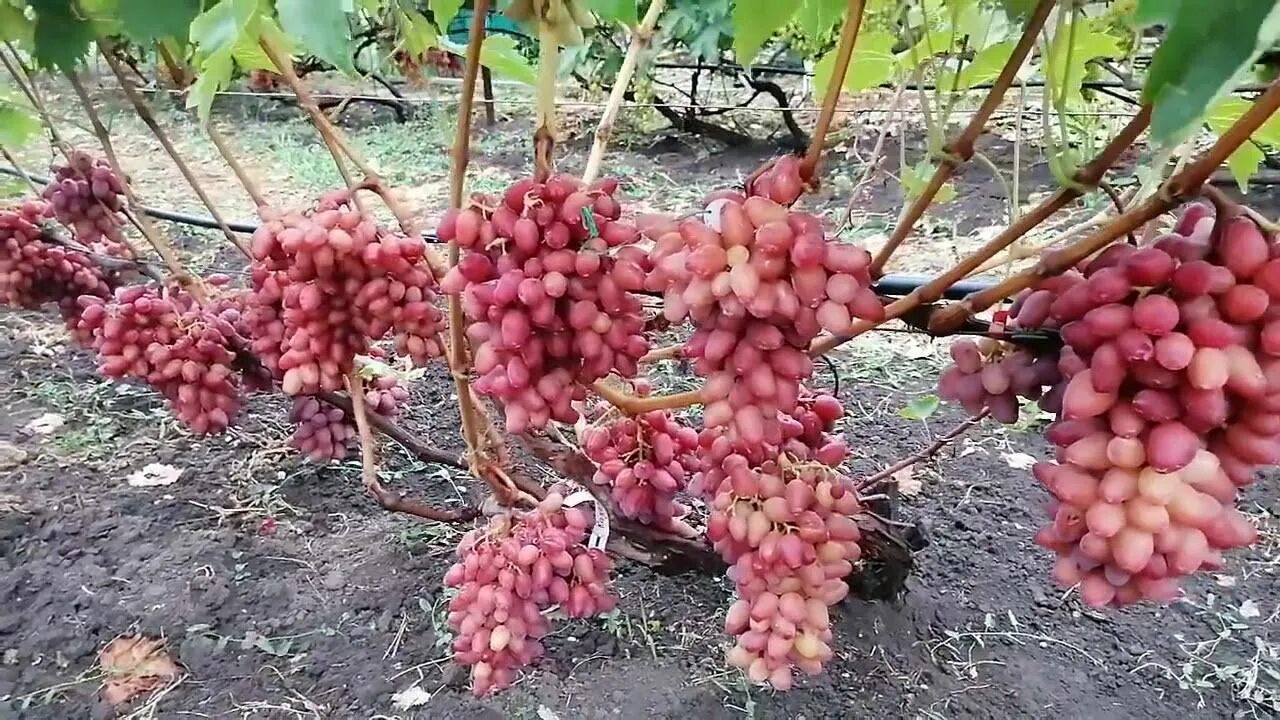 Виноград фламенко. Виноград казанова фото. Казанова виноград описание. Сорт винограда казанова. Виноград казанова описание отзывы.