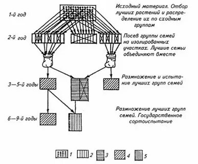 Групповой отбор