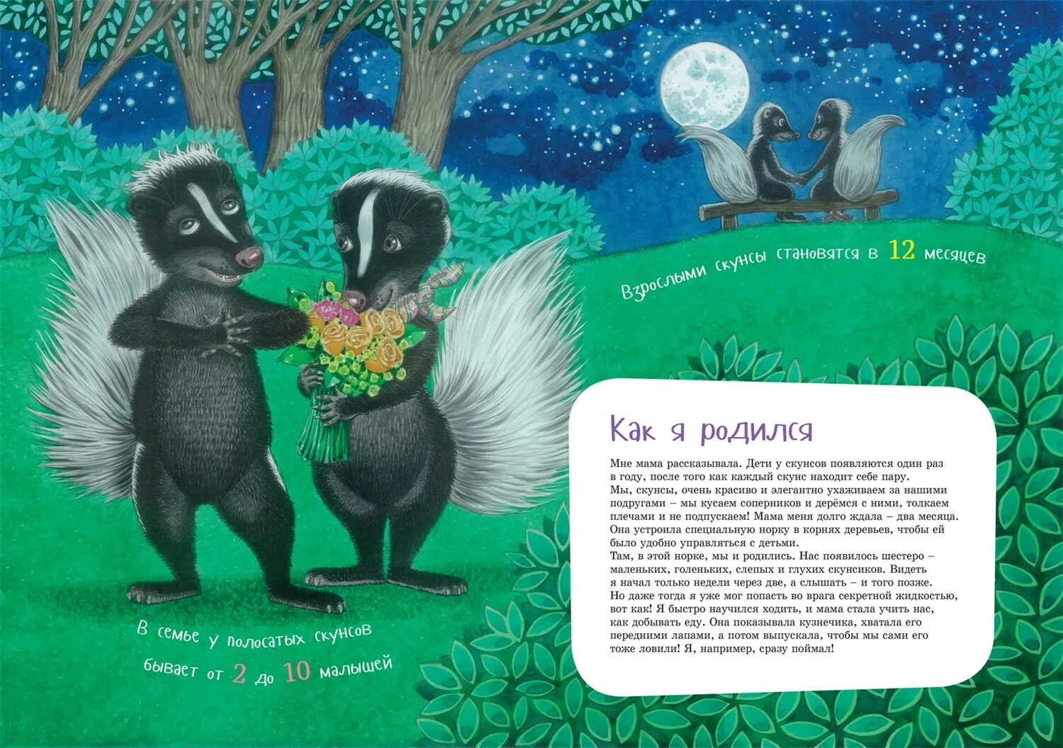 Скунс раскраска. Скунс и человек. Где живет скунс на карте. Скунс фото. Полосатый скунс.