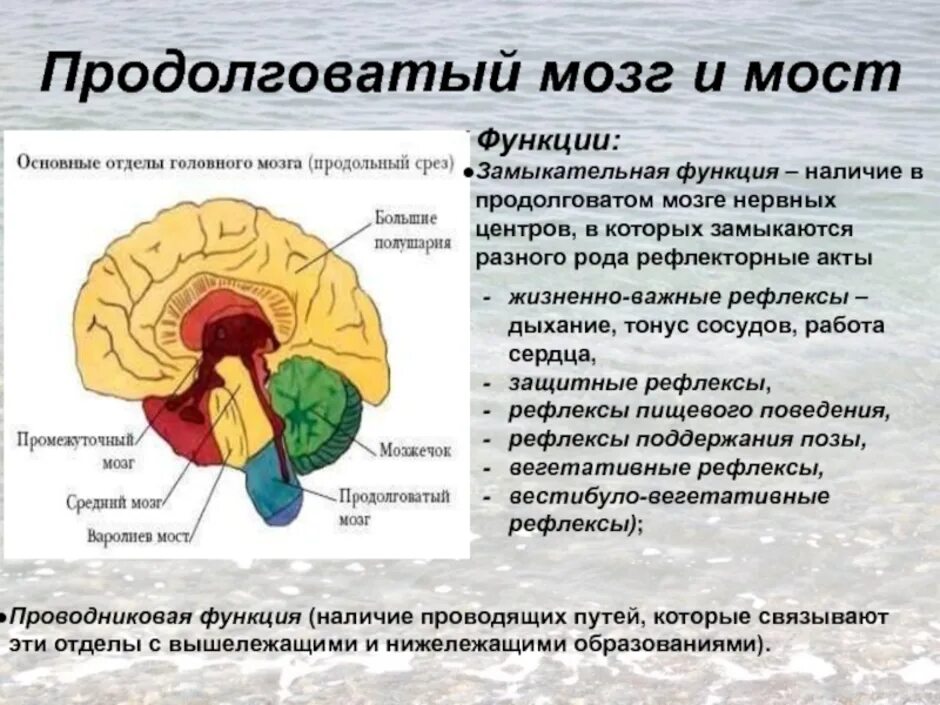 Функцию координации движения выполняет