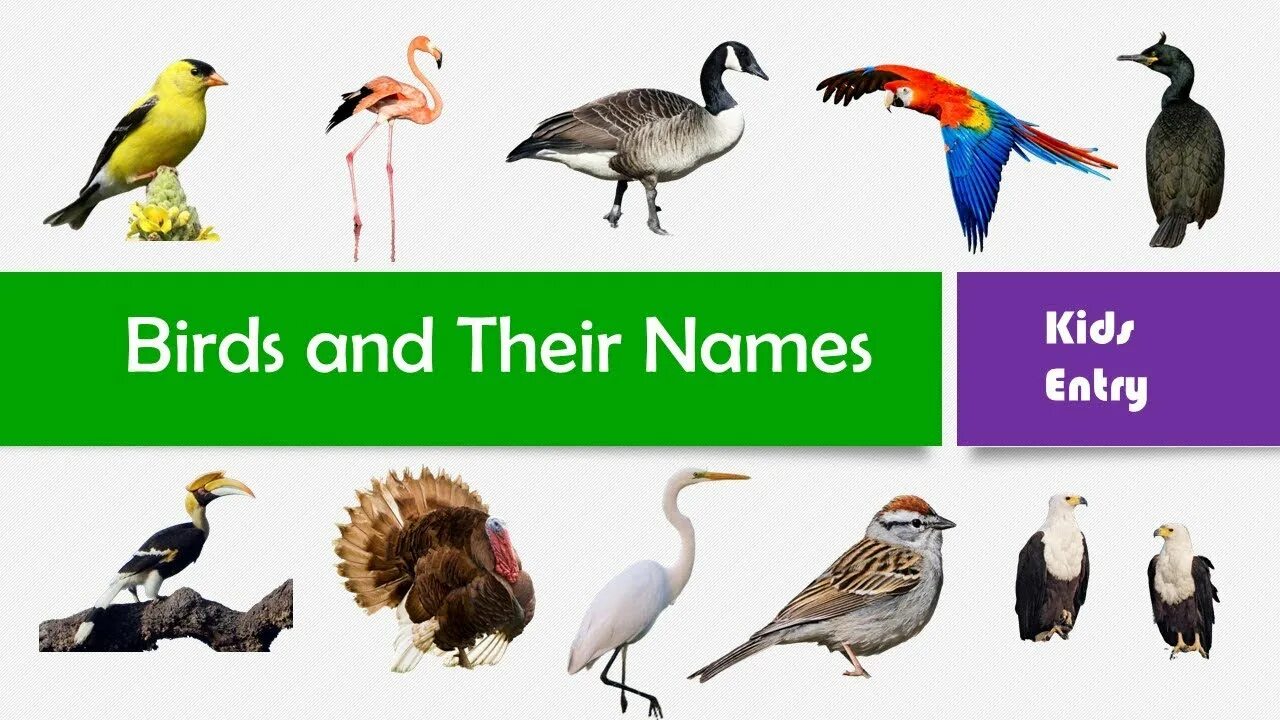 Kind birds. Types of Birds. Kinds of Birds for Kids. Виды птиц и их дети. Types of Birds in English.