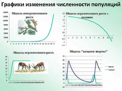 У животных есть ограниченный рост