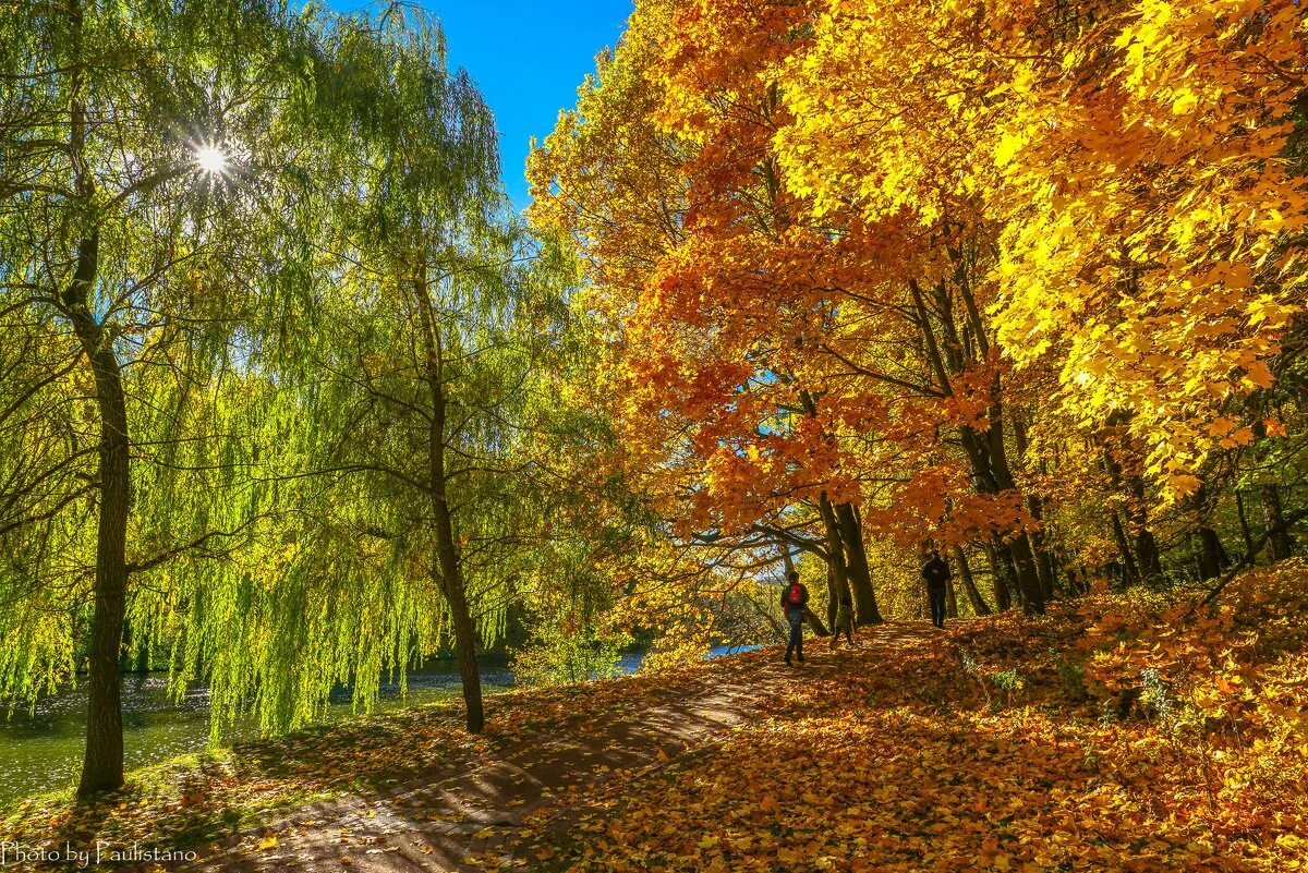 прощай осень золотая. солнечный октябрьский день картинки. осень октябрь солнечный. солнечный октябрь 2023. осень октябрь солнечный.