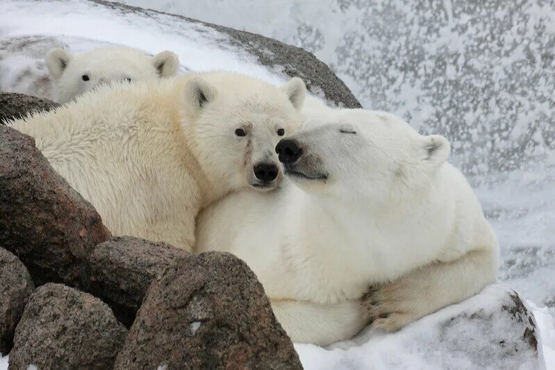 В какой среде обитает белый медведь. Ареал обитания белых медведей. Белый медведь обитание. Белые медведи фото высокого разрешения. Среда обитания белого медведя.