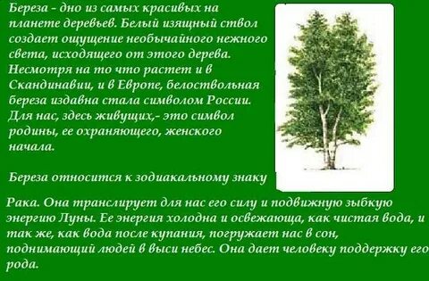 Какие деревья дают силу