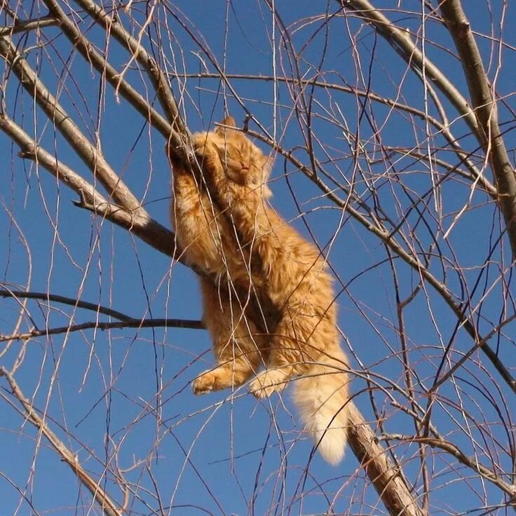 Доброе утро апрель кот. Доброе утро с рыжим котом. весны нет.