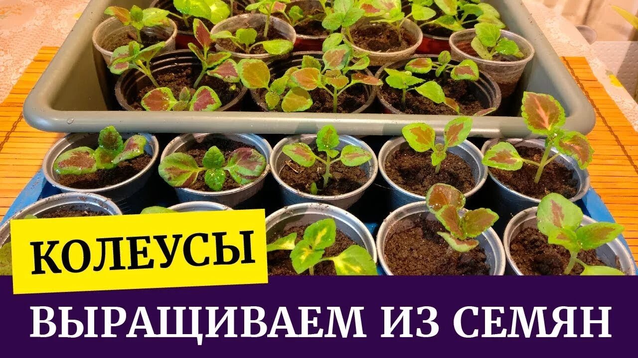 Как посеять колеус на рассаду. Во что распикировать колеусы. Колеус Блюме рассада. Колеус пикировка рассады. Ростки колеуса.