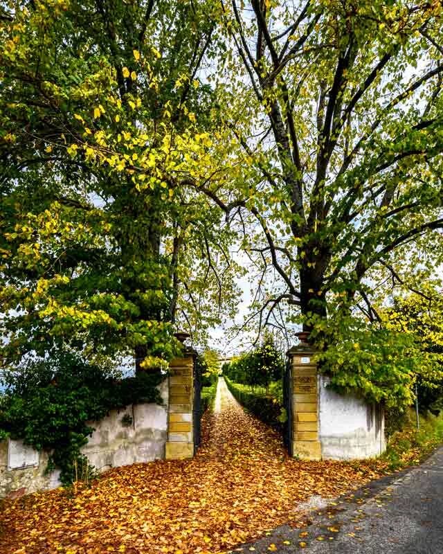 Липы в старом саду. Ботанический сад сухум деревья. Липа мелколистная старое дерево. Липовая аллея в летнем саду. Липовая аллея ропшинский парк.