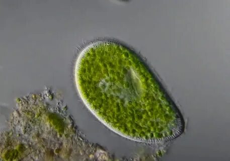 Водорослью зоохлореллой и амебой