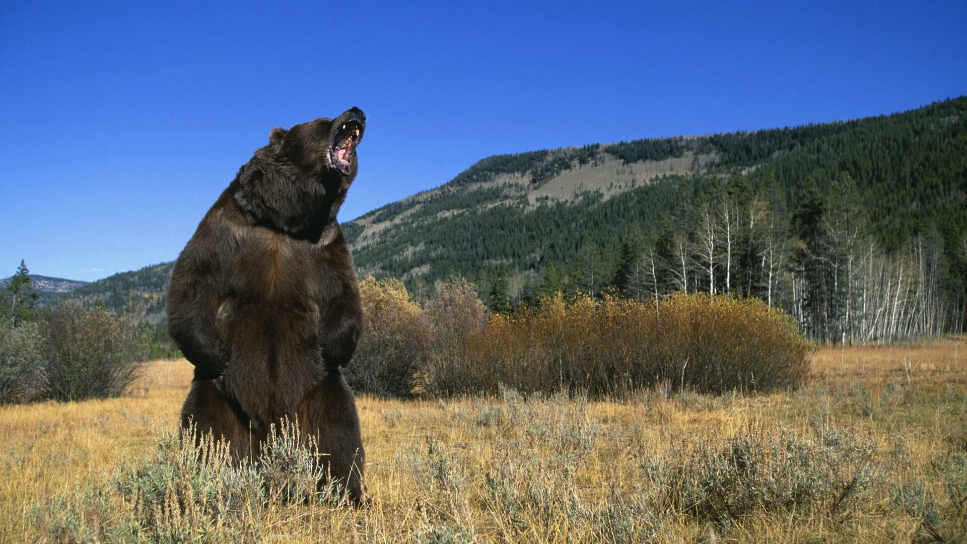 Медведь был огромный. Северная америка медведь гризли. гризли grizzly, гризли, медведь.. американский медведь гризли. медведь гризли злой.