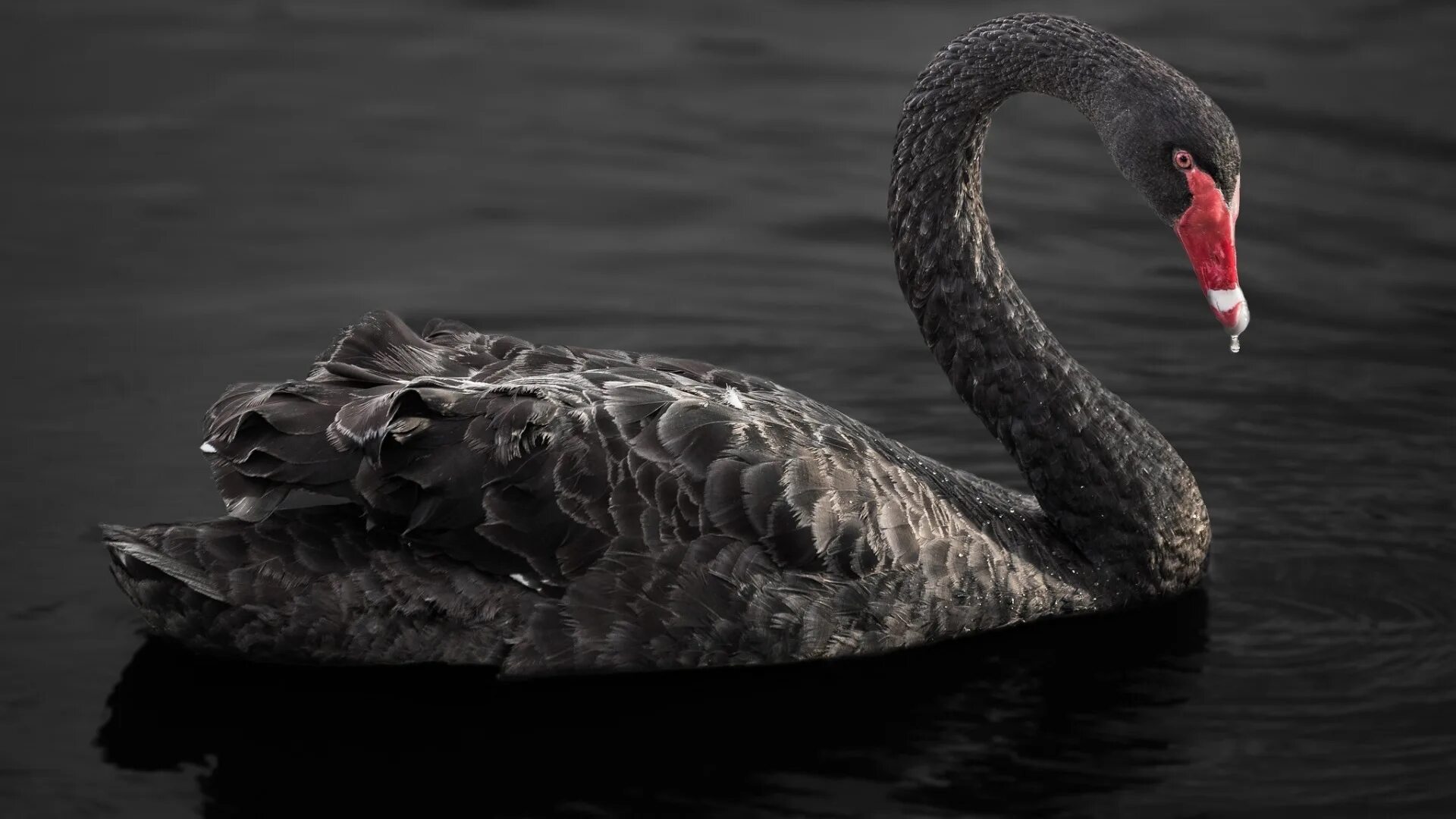 13 "черных лебедей" от Politico: события, которые могут изменить мир в 2025 году