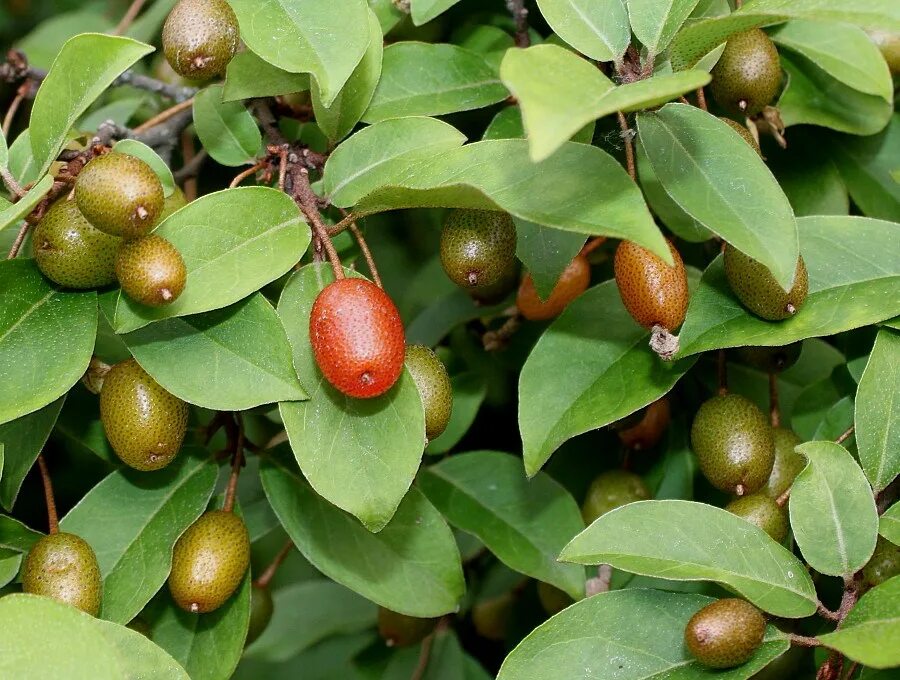 Лох сорта. Лох многоцветковый гуми. elaeagnus multiflora. лох многоцветковый листья. гуми &quot;монерон&quot; (лох многоцветковый).