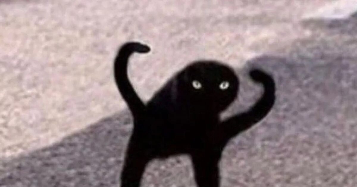 Кот с длинными ногами мем Mr. Muscle Cat Funny animal pictures, Funny animal memes, Animal memes