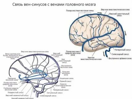 Венозные синусы головного мозга