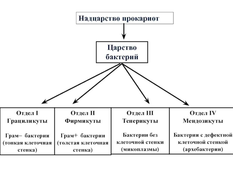 Надцарство прокариоты. Царство бактерии классификация схема. Систематика бактерий схема. Систематика царство бактерии схема. Классификация царства прокариот.