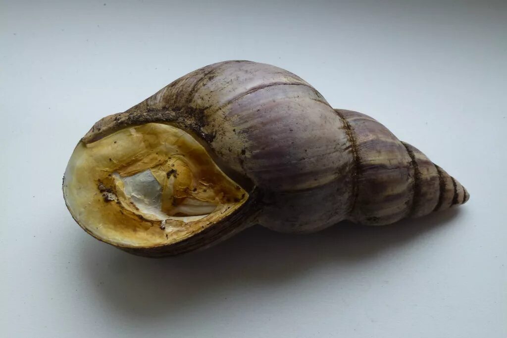 Анабиоз улитки ахатины. Улитка впала в спячку. Ахатин в спячке. Ракушка ахатины. Арахин улитка.