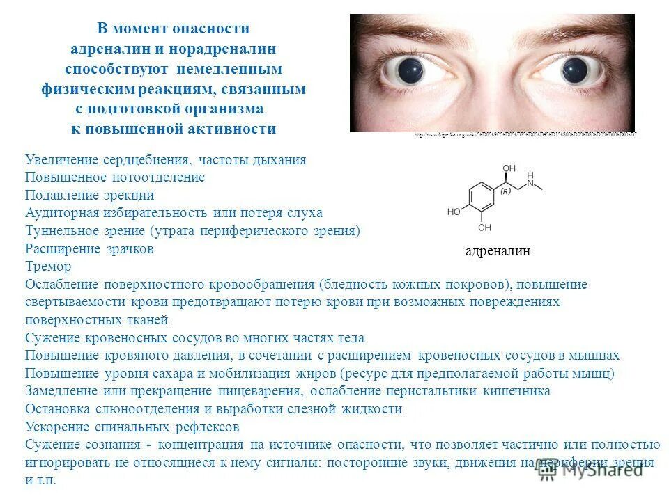 зрачки расширяются гиф. паралитический мидриаз. паралитический мидриаз. влияние адреналина на глаз. расширение зрачков адреналин.