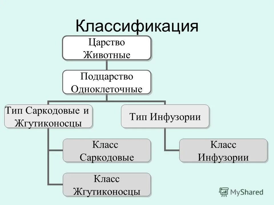 Царство животных загадочное и непредсказуемое. Классификация простейших 7 класс биология. Классификация простейших 7 класс биология таблица. Систематика Подцарство простейшие схема. Систематика животных царство Подцарство.