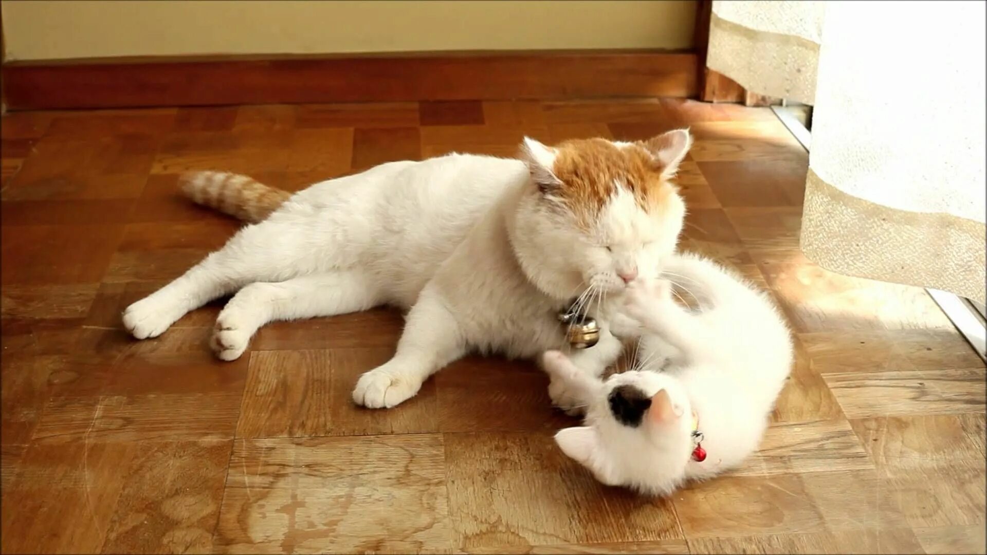I play with cat. Ленивый кот. Кот играется. Японский кот Широнеко. Гифка ленивый кот.