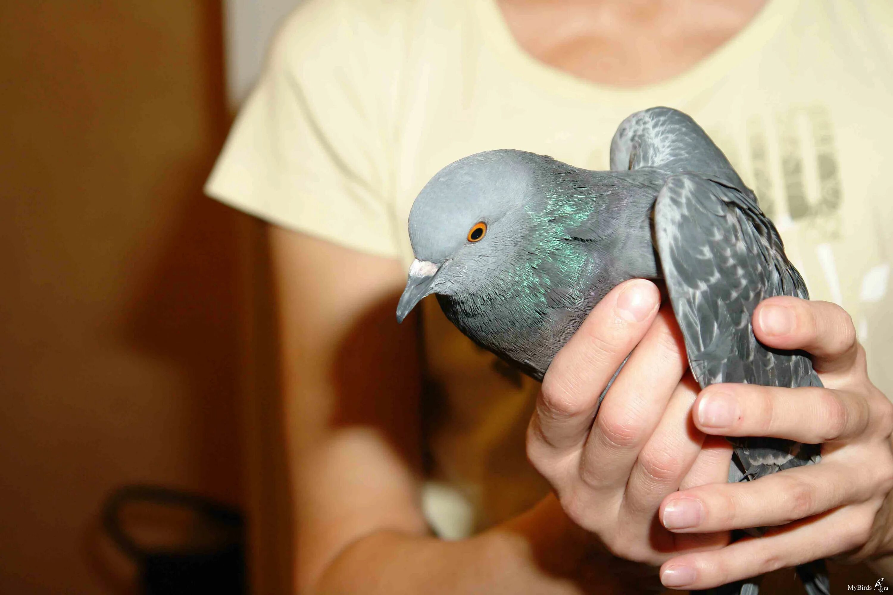 Одежда для голубей. Одежда для голубей