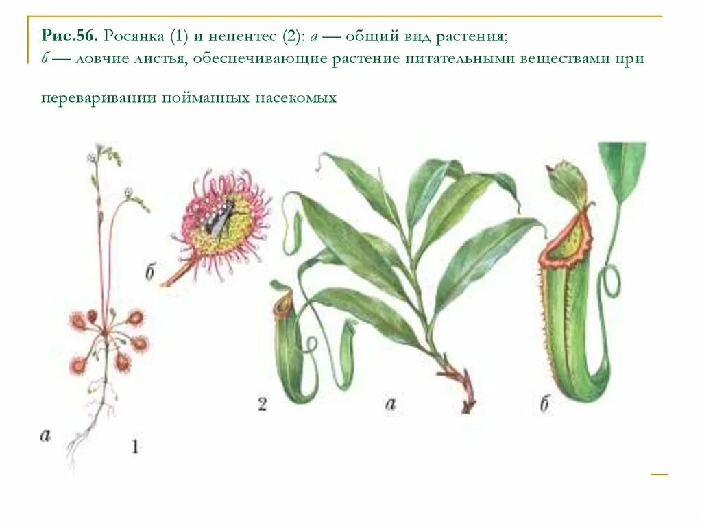 Ловчие аппараты насекомоядных растений примеры Файл:Nepenthes rafflesiana  Википедия