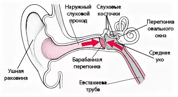 Давление в среднем ухе соответствует атмосферному. Давление в среднем ухе соответствует атмосферному