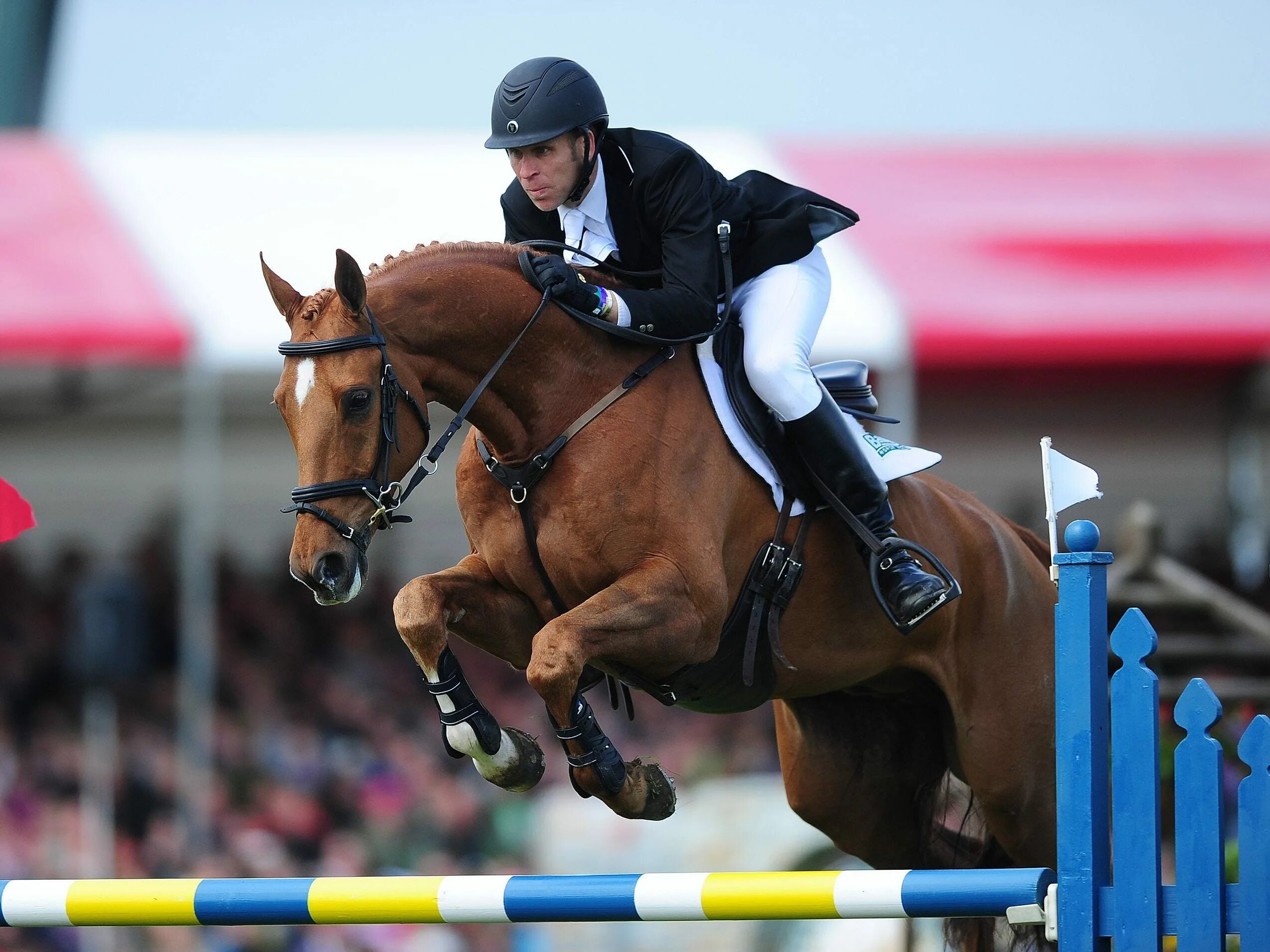 Конкур конный спорт. Орловский рысак конкур. Янголенко мария конный спорт. Вороная конкурная лошадь. Конкур конный спорт.