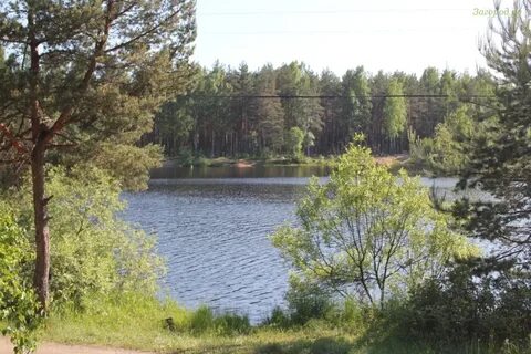 Пискаревка рахья