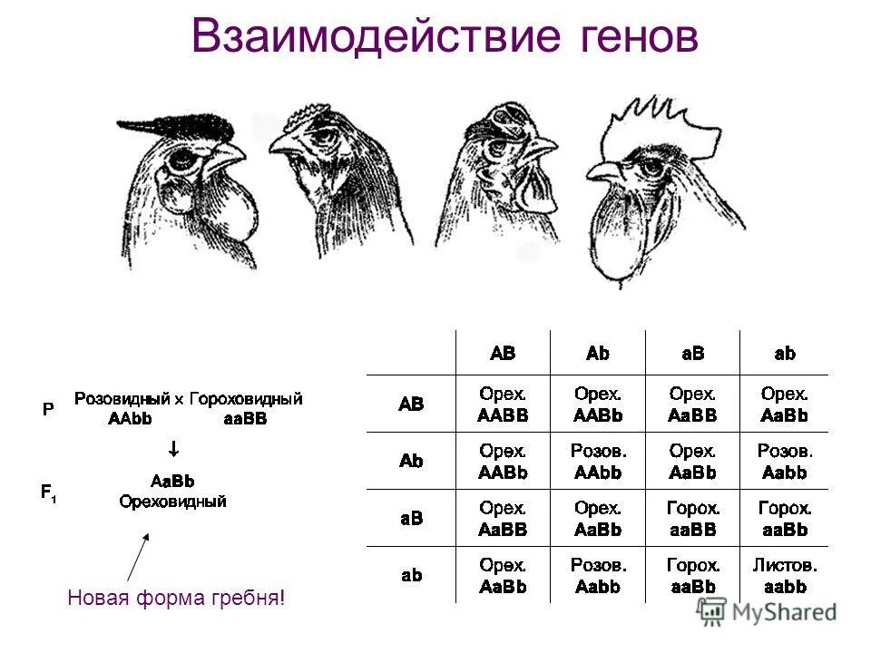 Кооперация взаимодействие неаллельных генов. Наследование гребня у кур схема. Наследование формы гребня у кур. Наследование гребня у кур при комплементарности.