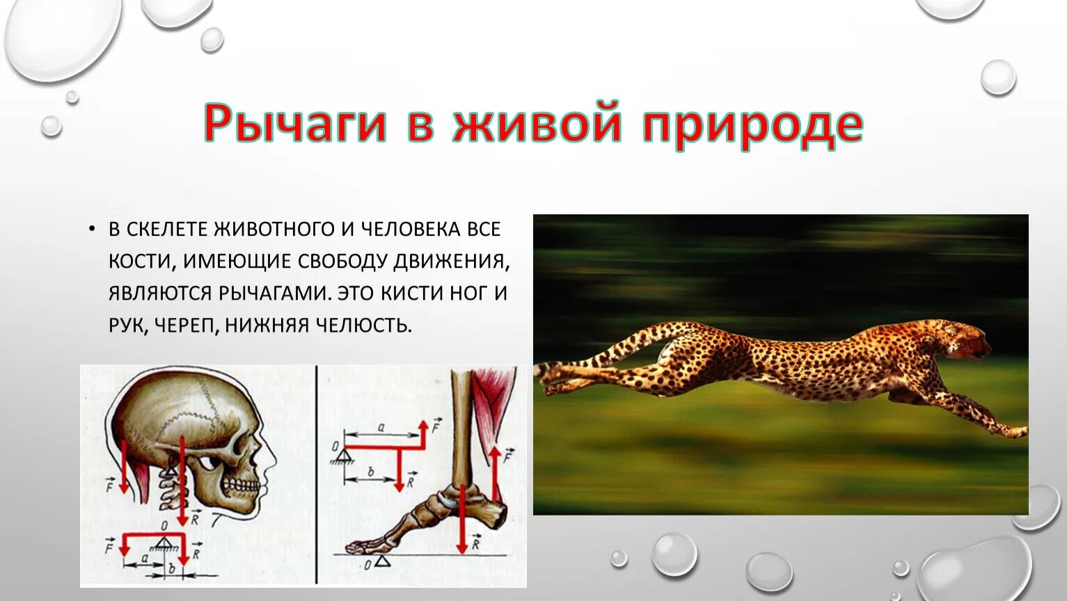 2 рычаг в скелете человека. Рычаги в живой природе. Рычаги в природе физика. Рычаги в скелете животных. Рычаги в природе у животных.
