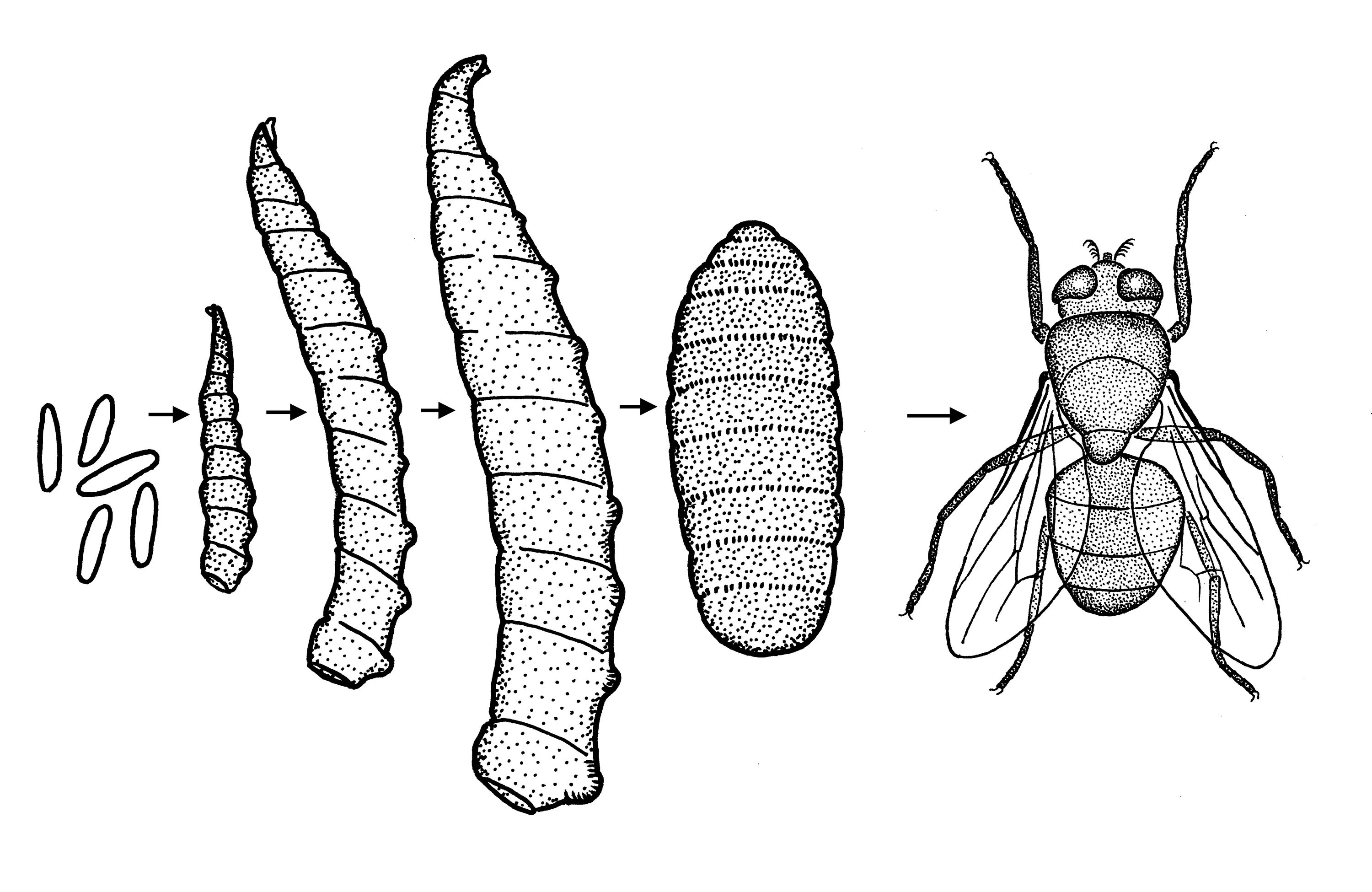 Стадии комнатной мухи. Личинки вольфартовой мухи строение. Вольфартова Муха цикл. Червеобразные личинки насекомых. Червеобразная личинка мухи.
